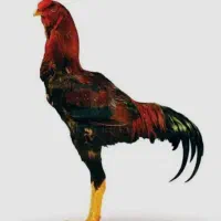خروس لاری اصیل جوان