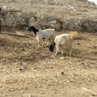 گوسفند میش . ۱۰راس بز ترکی آبستن همه جوان|حیوانات مزرعه|ابریشم, |دیوار