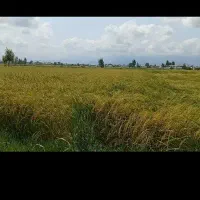 فروش-زمین-کشاورزی