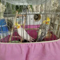 طوطی عروس جفت مولد