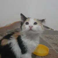 گربه خانگی