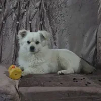 سگ سالم پامر