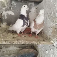 طوقی خال دار
