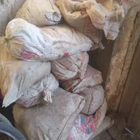 زل کبوتر