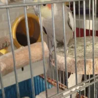 جفت مولد عروس هلندی|پرنده|تهران, افسریه شمالی|دیوار