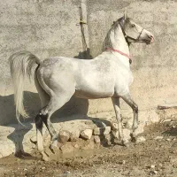 نریان درجه یک