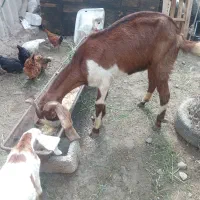 بزغاله بزدار