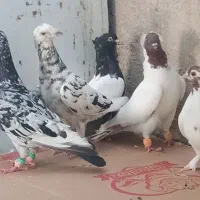 پرستویی ،سینه ای نوک سفید