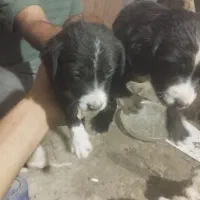 طوله سگ|سگ|رشت, حمیدیان|دیوار