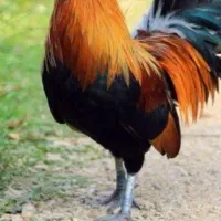 خرید وفروش مرغ و خروس غاز واردک