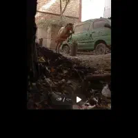 اسب شیهه یکسالش هست و کلی میفهمه|اسب و تجهیزات اسبسواری|قزوین, |دیوار