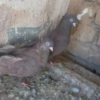 کفتر قیل سرخ کاشونی|پرنده|شهرضا, |دیوار