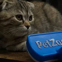 فروش دو عدد گربه اسکاتیش بریتیش