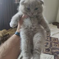 گربه اسکاتیش