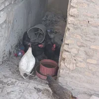 مرغ و خروس