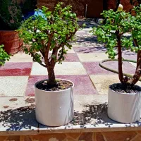 بنسای بونسای بن سای کراسولا خرفه مینیاتورری جید