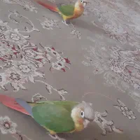 گرینجک فول اهلی|پرنده|خوی, |دیوار