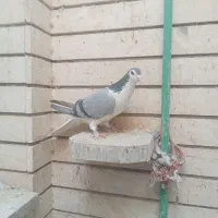 دم چتری ودمگیر|پرنده|اصفهان, ارغوانیه|دیوار