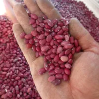 فروش لوبیا قرمز چی تی|خوردنی و آشامیدنی|مرودشت, ثبت احوال|دیوار