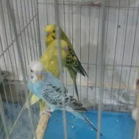 دو جفت مرغ عشق مولد