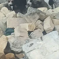 سگ ژرمن|سگ|شیراز, حسن آباد|دیوار