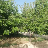 فروش-ویژه-زمین-باغ-شهری