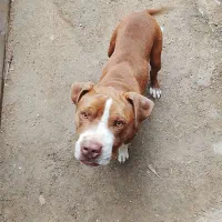 ساکن پیتبول یک ساله