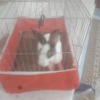 خرگوش فروشی