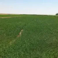 زمین فروشی انتربوس(اینترپوز)بلوار غدیر
