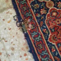فرش ۶ متری قدیمی|فرش|بروجرد, |دیوار