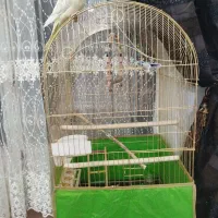 عروس هلندی ماده و سر حال|پرنده|زنجان, |دیوار