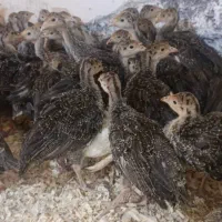 جوجه بوقلمون ۴۵روزه در آبادان .