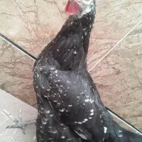 مرغ محلی به شرط