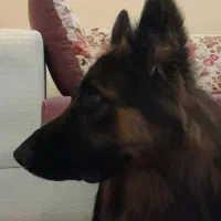 ژرمن نر یکسال گذشته گم شده|سگ|سیرجان, |دیوار