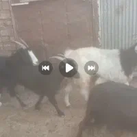 ۲۷راس سرقت شده