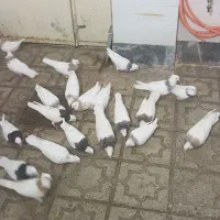 کبوتر طوقی پاک یه جایی