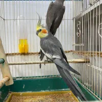 عروس هلندی جفت