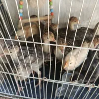 جوجه بوقلمون برنز سینه پهن AA++ زیر مرغ باز شده