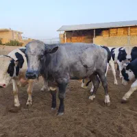 گوساله نر جنس خالص