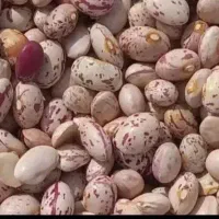 لوبیا چیتی