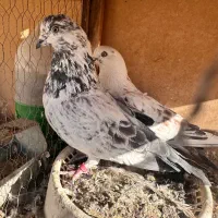 کفتر پرشی یجایی