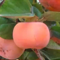 خرید خرمالو