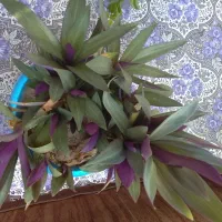 گل  و گیاه|گل و گیاه طبیعی|سیدآباد, |دیوار