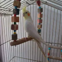 عروس هلندی سخنگو