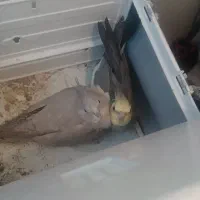 گمشده کرناچی|حیوانات|کرمانشاه, |دیوار