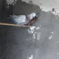 رنگی|پرنده|کهک, |دیوار