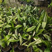 انواع گل های باغچه|گل و گیاه طبیعی|کتالم و سادات شهر, |دیوار