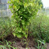 ژینکو یا فسیل زنده