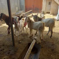 فروش بز کهره دار میش بره