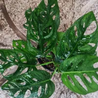 گل لیندا.کاکتوس .بامبو .گلدان|گل و گیاه طبیعی|ورامین, ورامین|دیوار